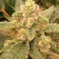 thumb of Granddaddy Purple Auto by WeedSeedsExpress grown by leeman