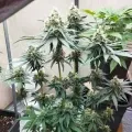 thumb of Granddaddy Purple Feminized by WeedSeedsExpress grown by Budbrewerz