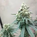 thumb of Granddaddy Purple Feminized by WeedSeedsExpress grown by Budbrewerz