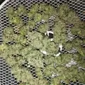 thumb of Granddaddy Purple Feminized by WeedSeedsExpress grown by Budbrewerz