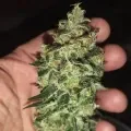 thumb of Granddaddy Purple Feminized by WeedSeedsExpress grown by Budbrewerz