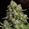 thumb of Grape Ape Auto by WeedSeedsExpress grown by WSE