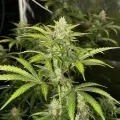 thumb of Grape Ape Auto by WeedSeedsExpress grown by WSE