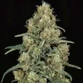 thumb of Grape Ape Feminized by WeedSeedsExpress grown by WSE