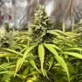 thumb of Grape Ape by WeedSeedsExpress grown by GODSGIFT_2005_JM