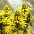 thumb of Grape Ape by WeedSeedsExpress grown by Spyder