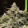 thumb of Grease Monkey Feminized by WeedSeedsExpress grown by WSE