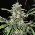 thumb of Grease Monkey Feminized by WeedSeedsExpress grown by WSE