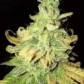 thumb of Green Crack by WeedSeedsExpress grown by Rock_n_Roll_Randy