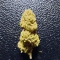 thumb of Green Crack by WeedSeedsExpress grown by Rock_n_Roll_Randy