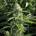 thumb of Gush Mints Feminized by WeedSeedsExpress grown by WSE
