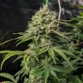 thumb of Gush Mints Feminized by WeedSeedsExpress grown by WSE