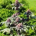 thumb of Gush Mints Feminized by WeedSeedsExpress grown by Skunkydog420