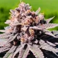 thumb of Gush Mints Feminized by WeedSeedsExpress grown by Skunkydog420
