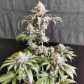 thumb of Gush Mints Feminized by WeedSeedsExpress grown by Skunkydog420