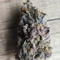 thumb of Gush Mints Feminized by WeedSeedsExpress grown by Skunkydog420