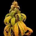 thumb of Harlequin by WeedSeedsExpress grown by myrceneCB1