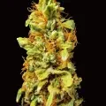 thumb of Harlequin by WeedSeedsExpress grown by myrceneCB1