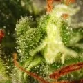 thumb of Harlequin by WeedSeedsExpress grown by myrceneCB1