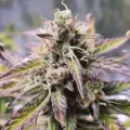 thumb of Haze Auto by WeedSeedsExpress grown by Cannabeast40