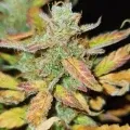 thumb of Haze Auto by WeedSeedsExpress grown by Cannabeast40