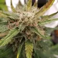 thumb of Haze Auto by WeedSeedsExpress grown by Cannabeast40