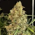 thumb of Headband Feminized by WeedSeedsExpress grown by WSE