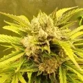 thumb of Hellfire OG Auto by WeedSeedsExpress grown by Mosquito_Haarlem_Holland