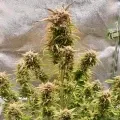 thumb of Hellfire OG Auto by WeedSeedsExpress grown by Mosquito_Haarlem_Holland