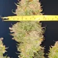 thumb of Hellfire OG Auto by WeedSeedsExpress grown by Mosquito_Haarlem_Holland