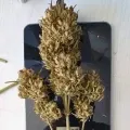 thumb of Hellfire OG Auto by WeedSeedsExpress grown by Mosquito_Haarlem_Holland