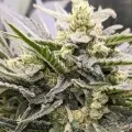 thumb of Hindu Kush by WeedSeedsExpress grown by Theia