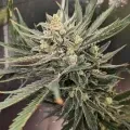 thumb of Hindu Kush by WeedSeedsExpress grown by Theia