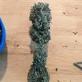thumb of Hindu Kush by WeedSeedsExpress grown by Theia