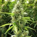 thumb of Humboldt Feminized by WeedSeedsExpress grown by WSE