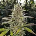 thumb of Ice Cream Cake Feminized by WeedSeedsExpress grown by WSE