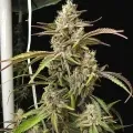 thumb of Ice Cream Cake Feminized by WeedSeedsExpress grown by WSE