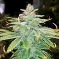 thumb of Ice Cream Cake Feminized by WeedSeedsExpress grown by Rock_n_Roll_Randy