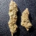 thumb of Ice Cream Cake Feminized by WeedSeedsExpress grown by Rock_n_Roll_Randy
