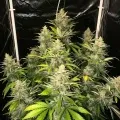 thumb of Italian Ice Feminized by WeedSeedsExpress grown by WSE