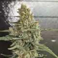 thumb of Jack Herer by WeedSeedsExpress grown by Theia