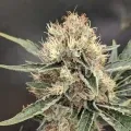 thumb of Jack Herer by WeedSeedsExpress grown by Theia
