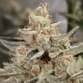 thumb of Jack Herer by WeedSeedsExpress grown by Theia