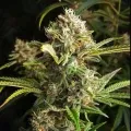 thumb of Jealousy Feminized by WeedSeedsExpress grown by WSE
