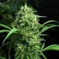 thumb of Jet Fuel Feminized by WeedSeedsExpress grown by WSE