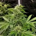 thumb of Jet Fuel Feminized by WeedSeedsExpress grown by WSE