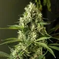 thumb of Kiwi Kush Feminized by WeedSeedsExpress grown by WSE