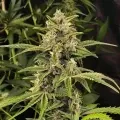 thumb of Kiwi Kush Feminized by WeedSeedsExpress grown by WSE