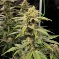 thumb of Kosher Kush Feminized by WeedSeedsExpress grown by WSE
