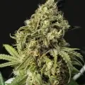 thumb of Kosher Kush Feminized by WeedSeedsExpress grown by WSE